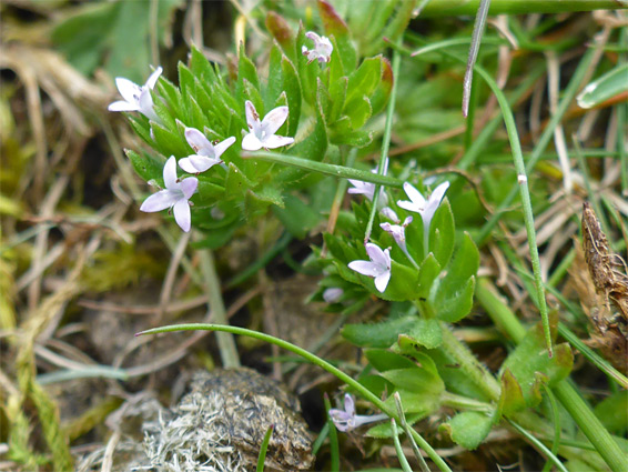 Sherardia arvensis (field madder), Pasqueflower Nature Reserve, Gloucestershire