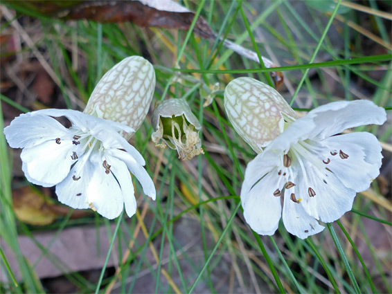 Silene uniflora (sea campion), Glenthorne Beach, Somerset