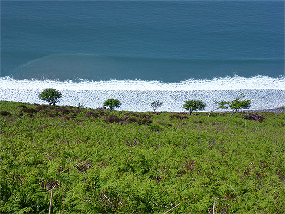 Bushes and waves