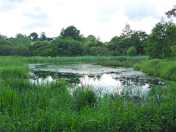 Marshy pool