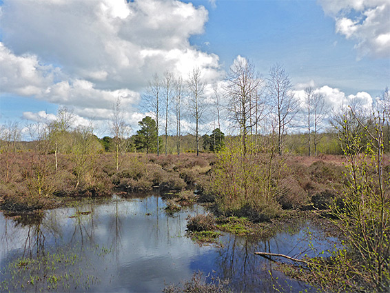 Shallow pond in the heath