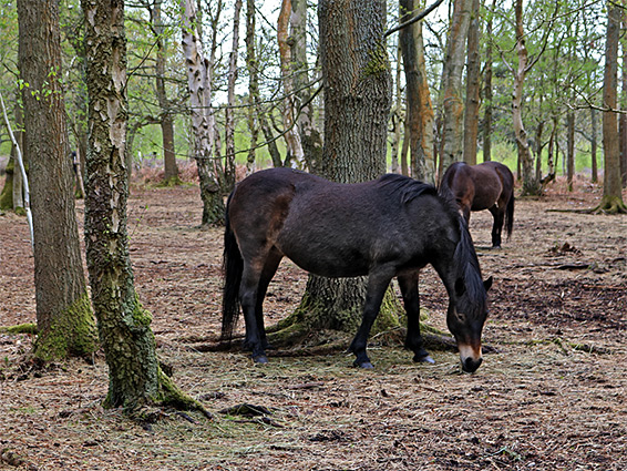 New Forest ponies