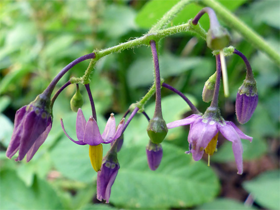 Uk Wildflowers Solanaceae Solanum Dulcamara Bittersweet