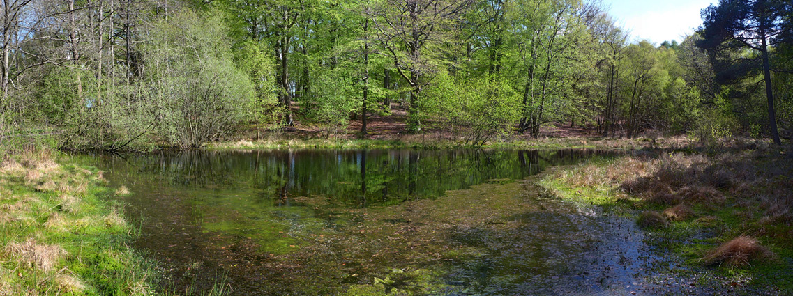 Panorama of Sole Common Pond