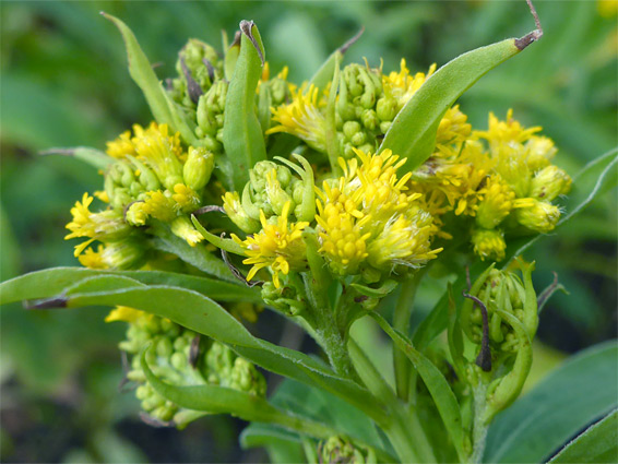 Solidago canadensis (Canadian goldenrod), Kilkenny, Gloucestershire