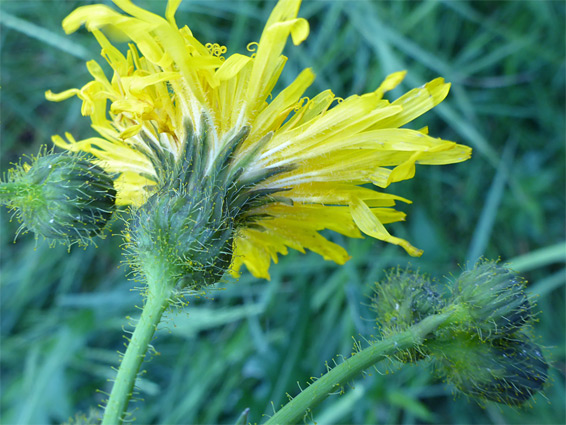 Sonchus arvensis (perennial sow-thistle), Kilve, Somerset