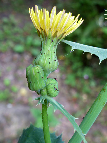 Prickly sow-thistle (sonchus asper), Sapperton Valley, Gloucestershire