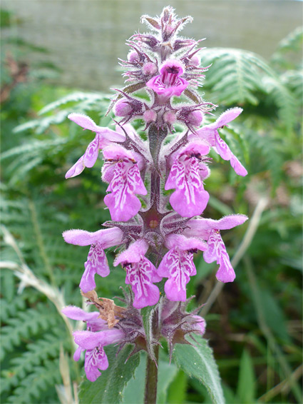 Stachys palustris (marsh hedgenettle), Burgh Island, Devon