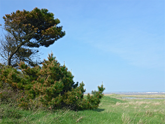 Pine tree