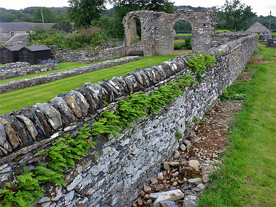 Ferns along the north wall