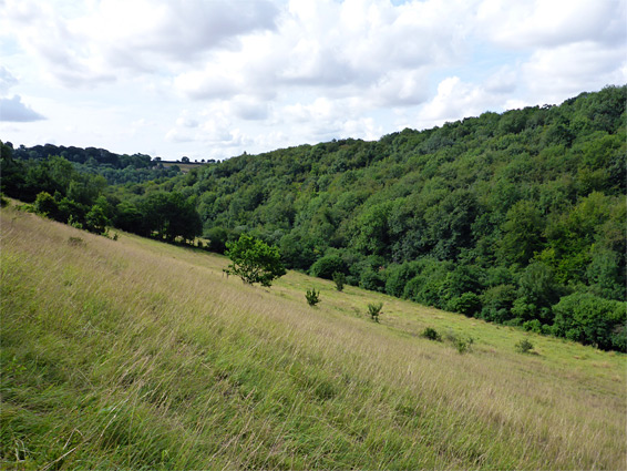 Grassy slope