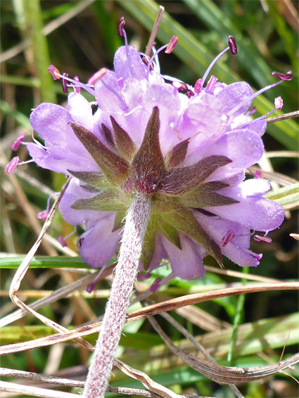 Hemispherical flowerhead