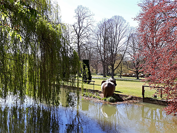 Trees beside a pool