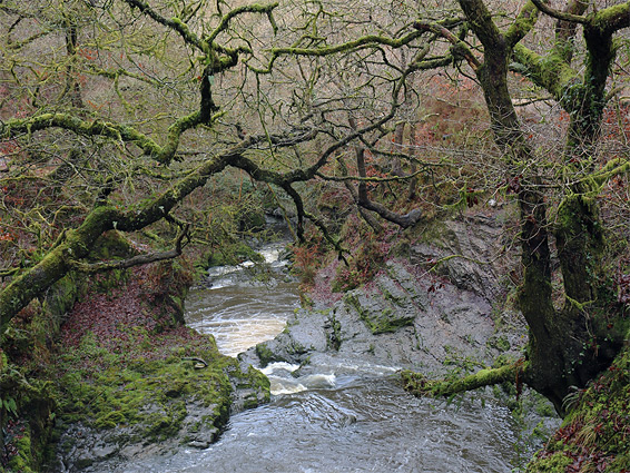 Leafless, mossy branches