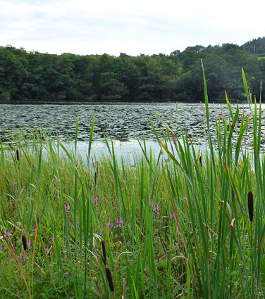 Talley Lakes