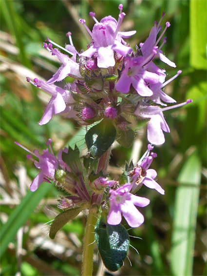 Large thyme (thymus pulegioides), Swift's Hill, Gloucestershire