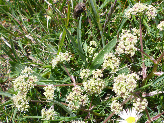 Honewort (trinia glauca), Sand Point, Somerset