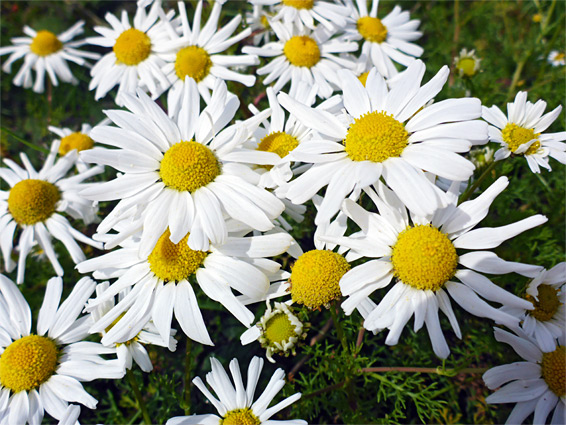 Tripleurospermum maritimum (sea mayweed), Burgh Island, Devon