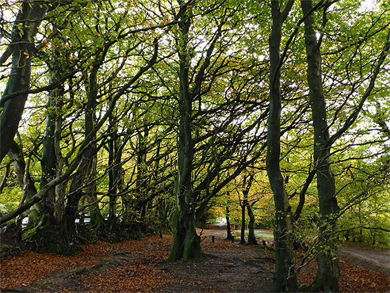 Trees near Triscombe Stone