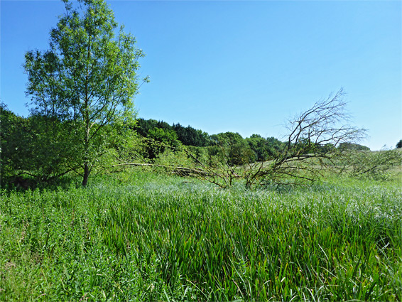 Grass and reeds