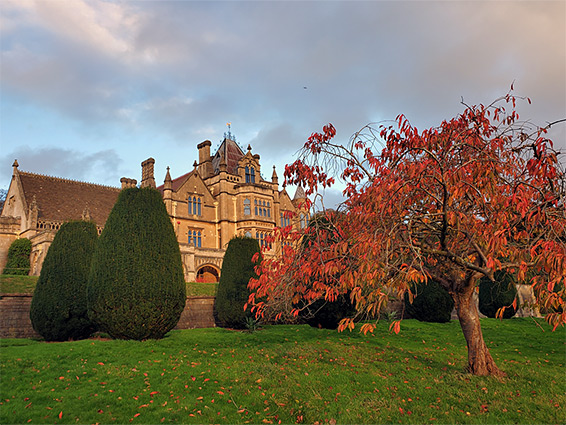 Cherry tree