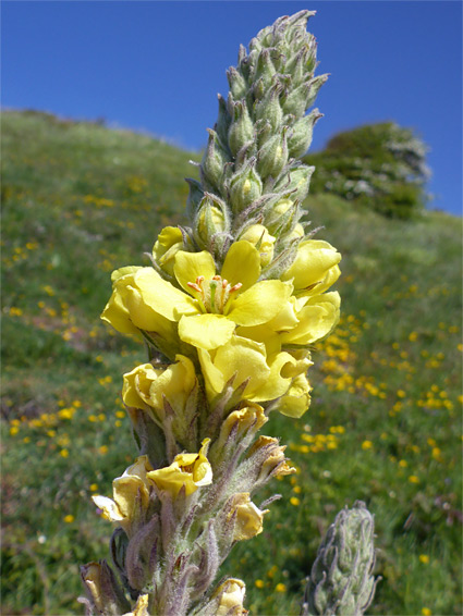 Great mullein (verbascum thapsus), Sand Point, Somerset