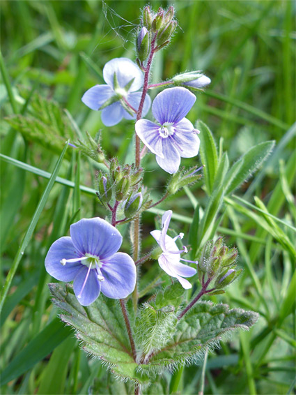 Veronica chamaedrys (germander speedwell), Lower Woods, Gloucestershire