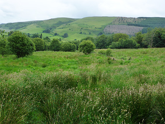 Grassland