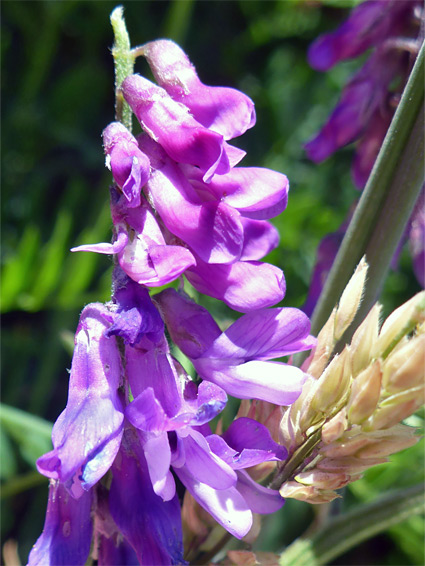 Tufted vetch (vicia cracca), Nash Point, Vale of Glamorgan