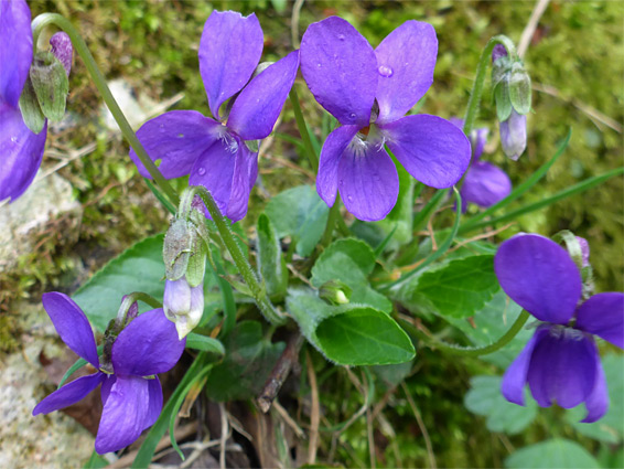 Viola hirta (hairy violet), Draycott Sleights, Somerset
