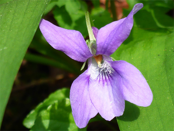 Viola reichenbachiana (early dog-violet), Midger Wood, Gloucestershire