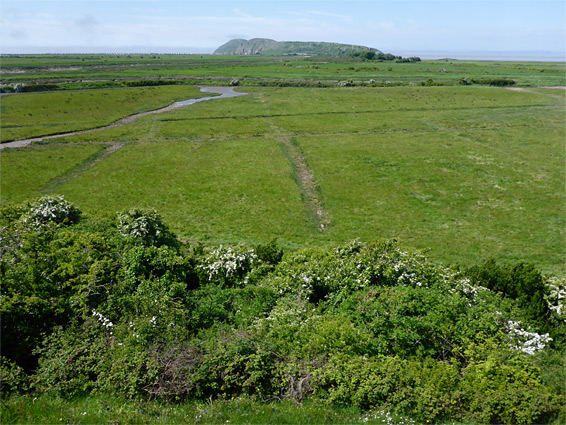 Salt marsh