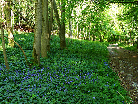 Bluebells