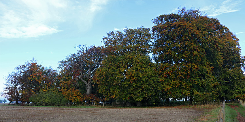 Clump of trees enclosing the burial chamber