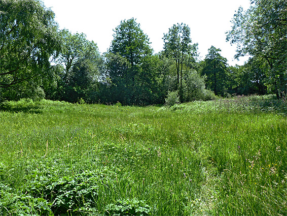 Path towards the marsh