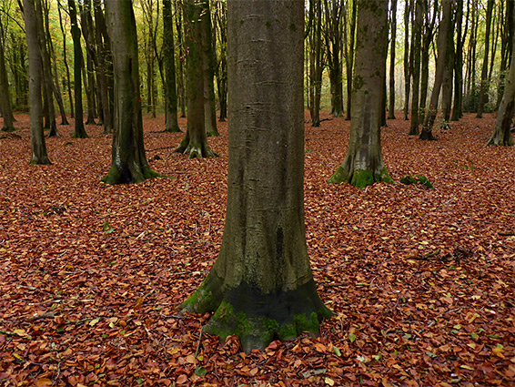 Beech trunks and fallen leaves