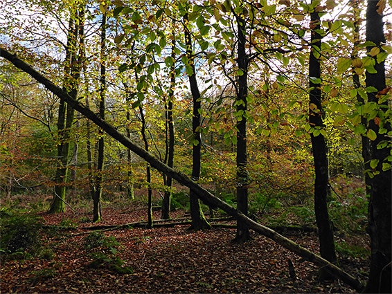 Diagonal trunk and autumnal leaves