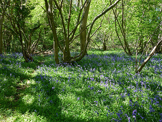 Path and bluebells