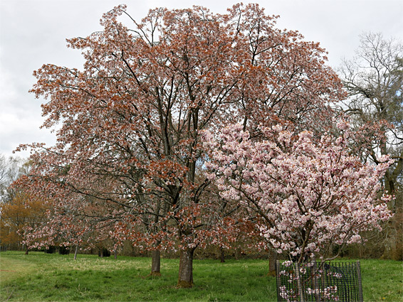 Cherry glade