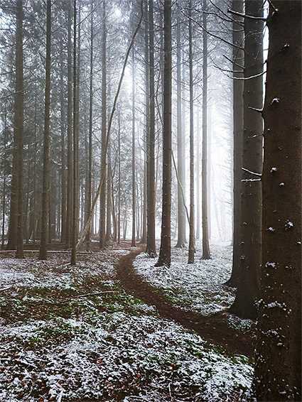 Misty forest