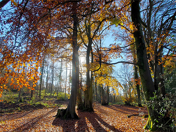 Beech trees in autumn