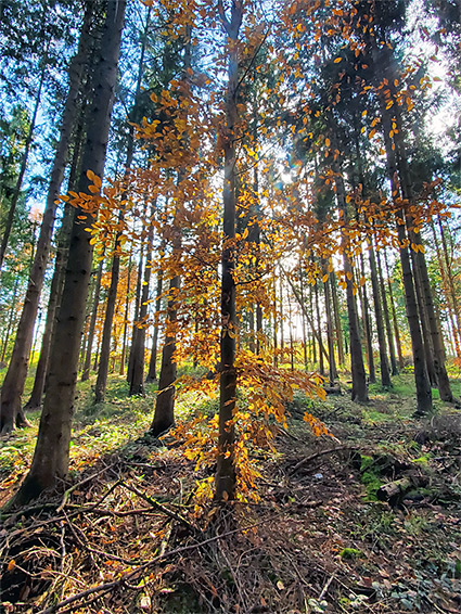 Shadows in the beech woods