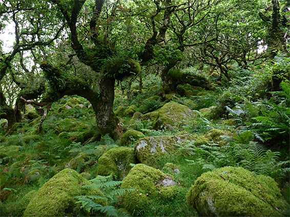 Mossy boulders and fern-covered oaks