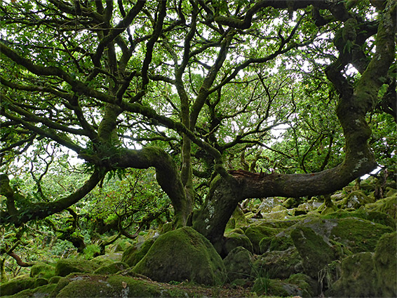 Spreading branches of a large pedunculate oak