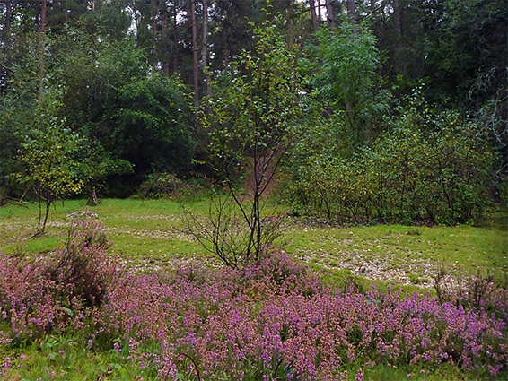 Heather and grass