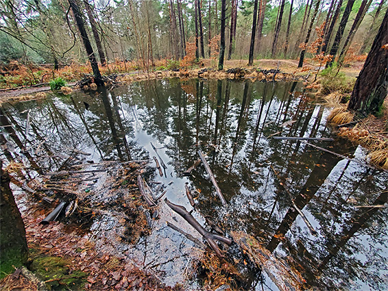 Reflections of conifers on a pool