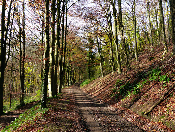 Woodland path