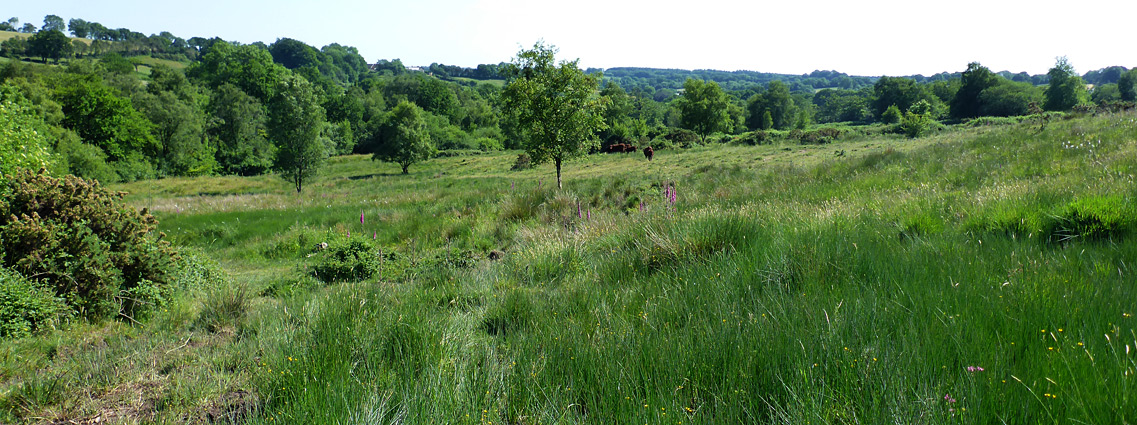 Yarty Moor